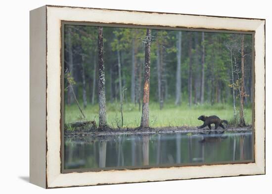 Wild Eurasian Wolverine (Gulo Gulo) Walking Along Waters Edge, Kuhmo, Finland, July 2008-Widstrand-Framed Premier Image Canvas