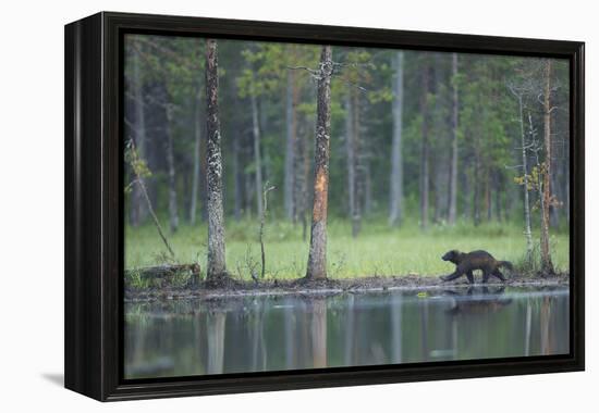 Wild Eurasian Wolverine (Gulo Gulo) Walking Along Waters Edge, Kuhmo, Finland, July 2008-Widstrand-Framed Premier Image Canvas