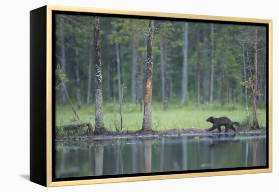 Wild Eurasian Wolverine (Gulo Gulo) Walking Along Waters Edge, Kuhmo, Finland, July 2008-Widstrand-Framed Premier Image Canvas