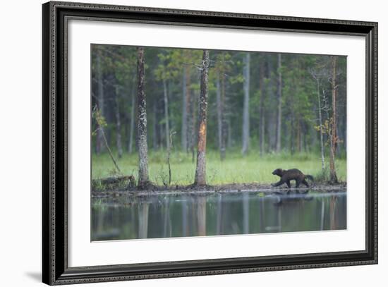 Wild Eurasian Wolverine (Gulo Gulo) Walking Along Waters Edge, Kuhmo, Finland, July 2008-Widstrand-Framed Photographic Print