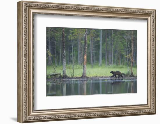 Wild Eurasian Wolverine (Gulo Gulo) Walking Along Waters Edge, Kuhmo, Finland, July 2008-Widstrand-Framed Photographic Print