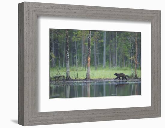 Wild Eurasian Wolverine (Gulo Gulo) Walking Along Waters Edge, Kuhmo, Finland, July 2008-Widstrand-Framed Photographic Print