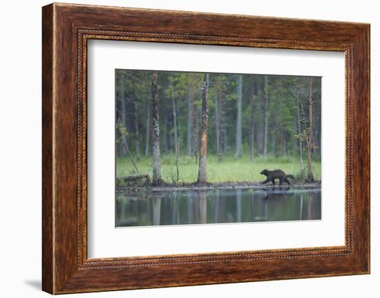 Wild Eurasian Wolverine (Gulo Gulo) Walking Along Waters Edge, Kuhmo, Finland, July 2008-Widstrand-Framed Photographic Print