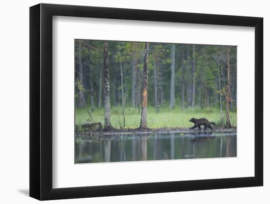 Wild Eurasian Wolverine (Gulo Gulo) Walking Along Waters Edge, Kuhmo, Finland, July 2008-Widstrand-Framed Photographic Print