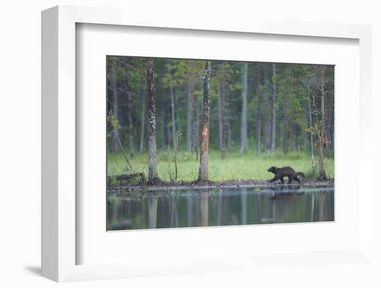 Wild Eurasian Wolverine (Gulo Gulo) Walking Along Waters Edge, Kuhmo, Finland, July 2008-Widstrand-Framed Photographic Print