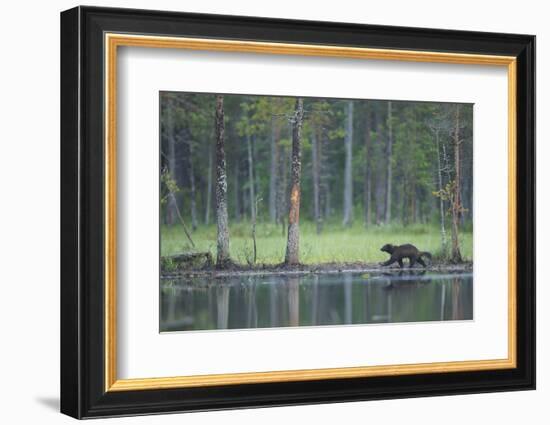 Wild Eurasian Wolverine (Gulo Gulo) Walking Along Waters Edge, Kuhmo, Finland, July 2008-Widstrand-Framed Photographic Print