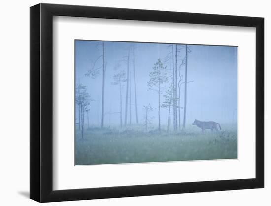 Wild European Grey Wolf (Canis Lupus) Silhoutted in Mist, Kuhmo, Finland, July 2008-Widstrand-Framed Photographic Print