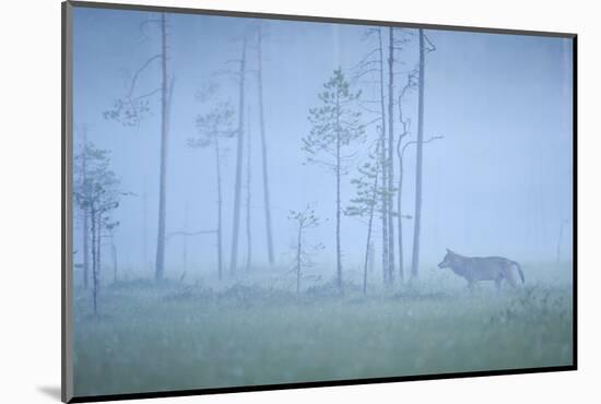 Wild European Grey Wolf (Canis Lupus) Silhoutted in Mist, Kuhmo, Finland, July 2008-Widstrand-Mounted Photographic Print