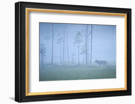 Wild European Grey Wolf (Canis Lupus) Silhoutted in Mist, Kuhmo, Finland, July 2008-Widstrand-Framed Photographic Print