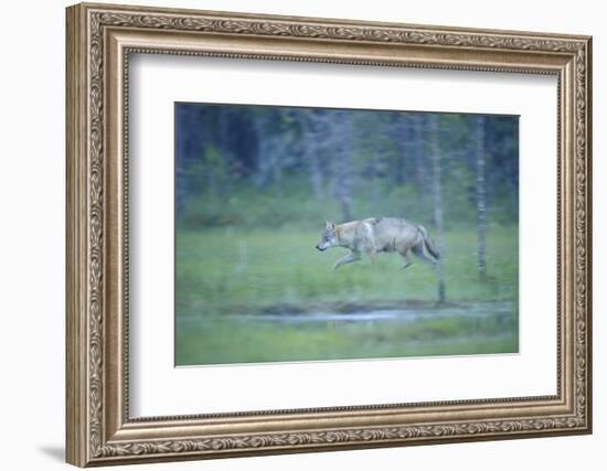 Wild European Grey Wolf (Canis Lupus) Walking, Kuhmo, Finland, July 2008-Widstrand-Framed Photographic Print