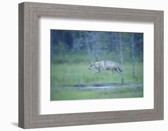 Wild European Grey Wolf (Canis Lupus) Walking, Kuhmo, Finland, July 2008-Widstrand-Framed Photographic Print