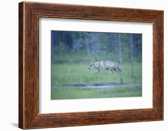 Wild European Grey Wolf (Canis Lupus) Walking, Kuhmo, Finland, July 2008-Widstrand-Framed Photographic Print