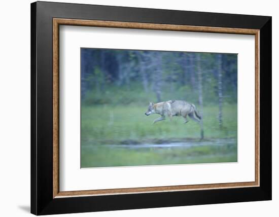 Wild European Grey Wolf (Canis Lupus) Walking, Kuhmo, Finland, July 2008-Widstrand-Framed Photographic Print