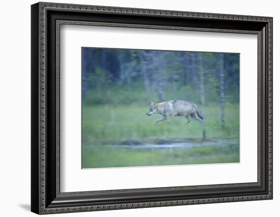 Wild European Grey Wolf (Canis Lupus) Walking, Kuhmo, Finland, July 2008-Widstrand-Framed Photographic Print