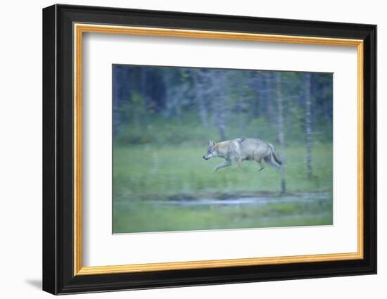 Wild European Grey Wolf (Canis Lupus) Walking, Kuhmo, Finland, July 2008-Widstrand-Framed Photographic Print