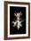 Wild Explosion Collection - The Antelope-Philippe Hugonnard-Framed Art Print