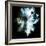 Wild Explosion Square Collection - The Hyena-Philippe Hugonnard-Framed Premium Giclee Print
