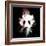 Wild Explosion Square Collection - The Panda-Philippe Hugonnard-Framed Premium Giclee Print