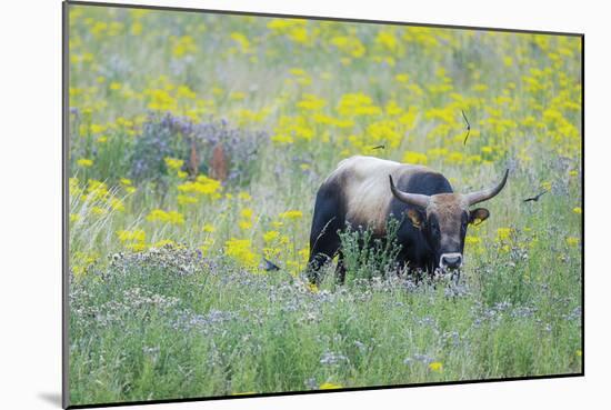 Wild Field - Approach-Staffan Widstrand-Mounted Giclee Print