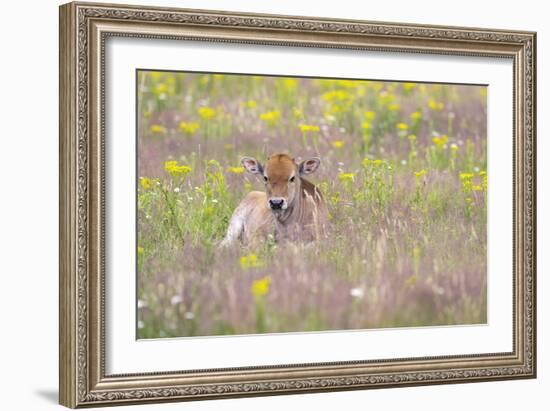 Wild Field - Rest-Staffan Widstrand-Framed Giclee Print