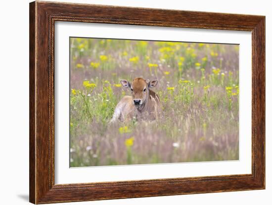 Wild Field - Rest-Staffan Widstrand-Framed Giclee Print