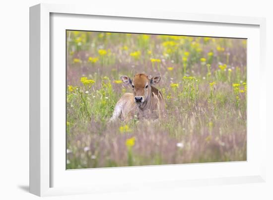 Wild Field - Rest-Staffan Widstrand-Framed Giclee Print