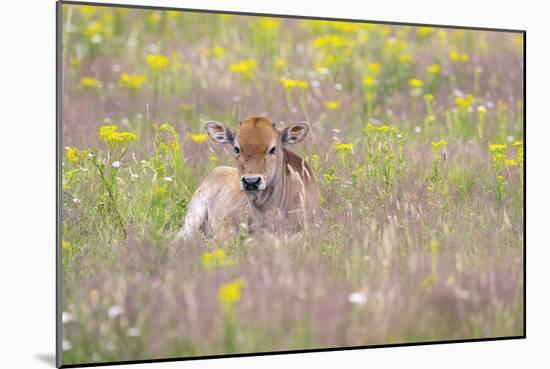 Wild Field - Rest-Staffan Widstrand-Mounted Giclee Print