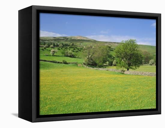 Wild Flower Meadow, Swaledale, Yorkshire Dales National Park, North Yorkshire, England, UK, Europe-Jonathan Hodson-Framed Premier Image Canvas