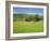 Wild Flower Meadow, Swaledale, Yorkshire Dales National Park, North Yorkshire, England, UK, Europe-Jonathan Hodson-Framed Photographic Print