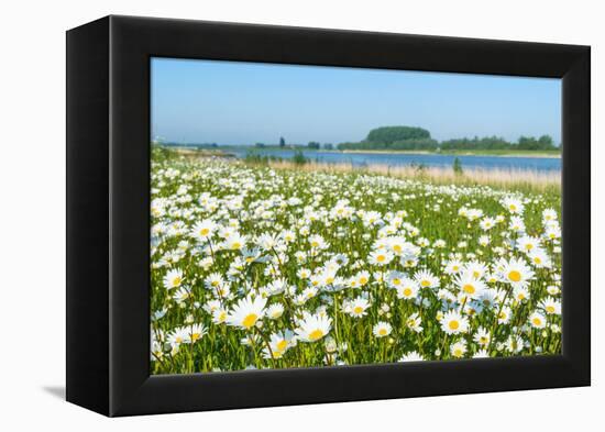 Wild Flowering Oxeye Daisies-Ruud Morijn-Framed Premier Image Canvas