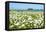 Wild Flowering Oxeye Daisies-Ruud Morijn-Framed Premier Image Canvas