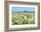 Wild Flowering Oxeye Daisies-Ruud Morijn-Framed Photographic Print