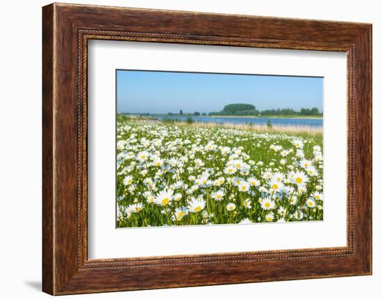 Wild Flowering Oxeye Daisies-Ruud Morijn-Framed Photographic Print