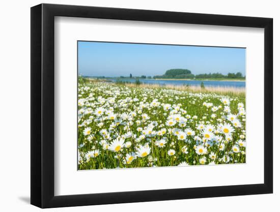 Wild Flowering Oxeye Daisies-Ruud Morijn-Framed Photographic Print