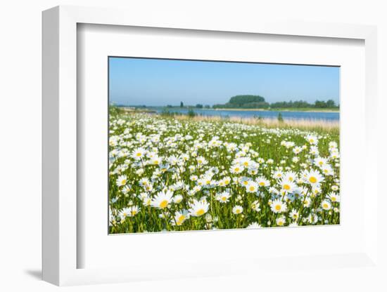 Wild Flowering Oxeye Daisies-Ruud Morijn-Framed Photographic Print