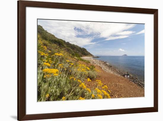 Wild flowers at Sansone Beach, Portoferraio, Elba Island, Livorno Province, Tuscany, Italy, Europe-Roberto Moiola-Framed Photographic Print