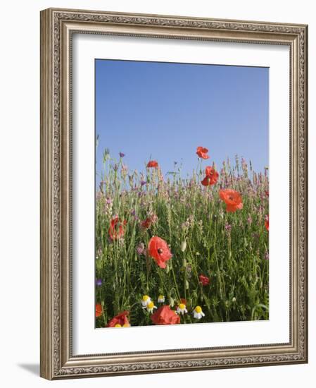 Wild Flowers, Highland of Castelluccio Di Norcia, Norcia, Umbria, Italy, Europe-Angelo Cavalli-Framed Photographic Print