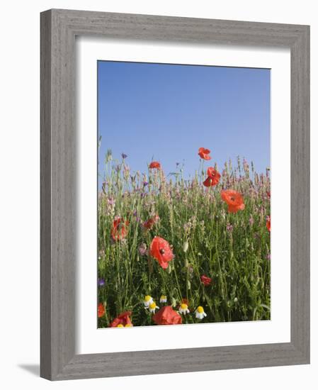 Wild Flowers, Highland of Castelluccio Di Norcia, Norcia, Umbria, Italy, Europe-Angelo Cavalli-Framed Photographic Print