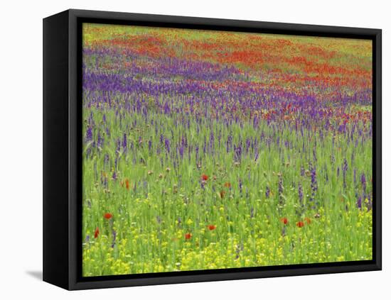 Wild Flowers in a Spring Meadow Near Valdepenas, Castile La Mancha, Spain-Michael Busselle-Framed Premier Image Canvas