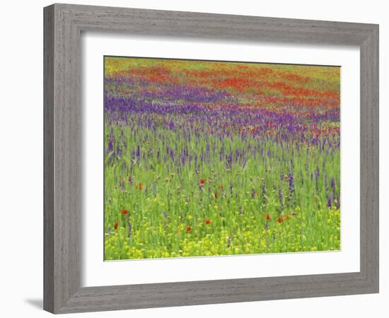 Wild Flowers in a Spring Meadow Near Valdepenas, Castile La Mancha, Spain-Michael Busselle-Framed Photographic Print