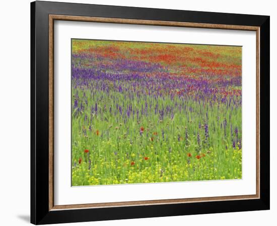 Wild Flowers in a Spring Meadow Near Valdepenas, Castile La Mancha, Spain-Michael Busselle-Framed Photographic Print