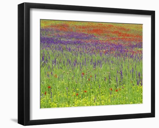 Wild Flowers in a Spring Meadow Near Valdepenas, Castile La Mancha, Spain-Michael Busselle-Framed Photographic Print