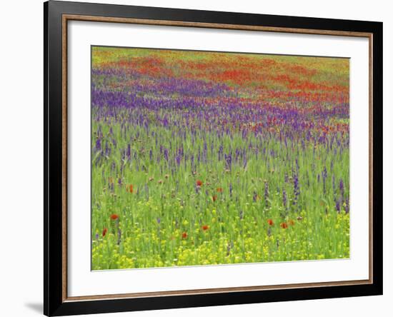 Wild Flowers in a Spring Meadow Near Valdepenas, Castile La Mancha, Spain-Michael Busselle-Framed Photographic Print