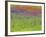 Wild Flowers in a Spring Meadow Near Valdepenas, Castile La Mancha, Spain-Michael Busselle-Framed Photographic Print