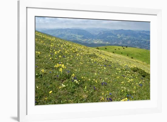 Wild flowers in bloom and horses, Mountain Acuto, Apennines, Umbria, Italy, Europe-Lorenzo Mattei-Framed Photographic Print