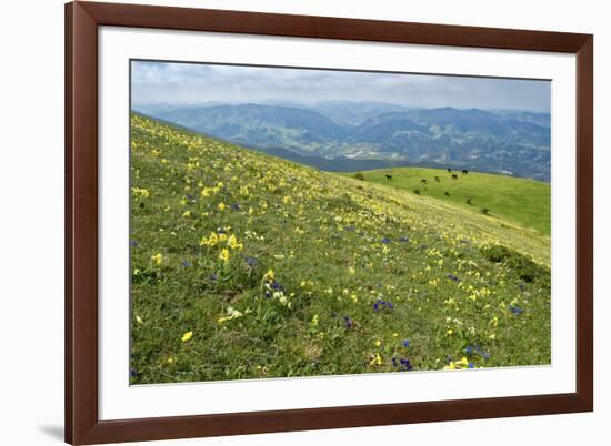 Wild flowers in bloom and horses, Mountain Acuto, Apennines, Umbria, Italy, Europe-Lorenzo Mattei-Framed Photographic Print