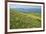 Wild flowers in bloom and horses, Mountain Acuto, Apennines, Umbria, Italy, Europe-Lorenzo Mattei-Framed Photographic Print