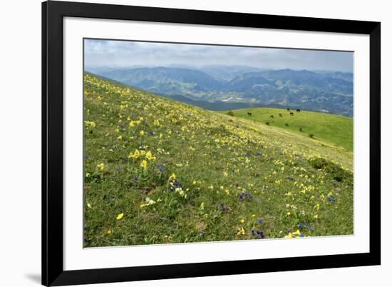 Wild flowers in bloom and horses, Mountain Acuto, Apennines, Umbria, Italy, Europe-Lorenzo Mattei-Framed Photographic Print