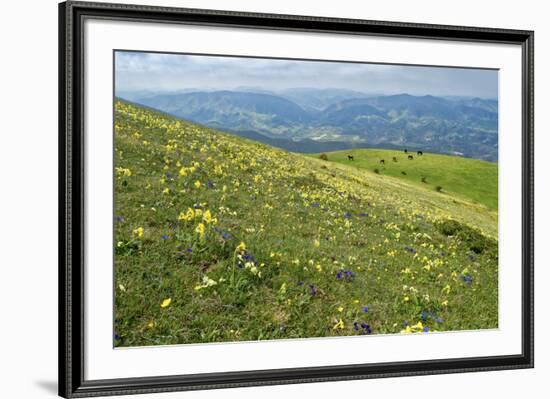 Wild flowers in bloom and horses, Mountain Acuto, Apennines, Umbria, Italy, Europe-Lorenzo Mattei-Framed Photographic Print