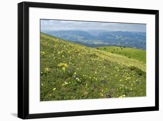 Wild flowers in bloom and horses, Mountain Acuto, Apennines, Umbria, Italy, Europe-Lorenzo Mattei-Framed Photographic Print